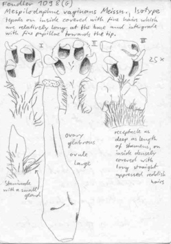 Vorschaubild Mespilodaphne vaginans Meisn.